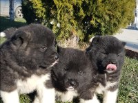 Safkan Amerikan Akita