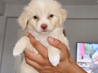 Maltipoo Bebişler Mavi Gözlü