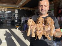 kaliteeeeee arayanlara maltipoo yavrular ankara mağazamzda