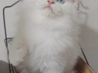 British longhair kedisi