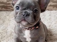 French bulldog