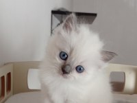 Şecereli anneden ve babadan ragdoll