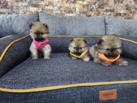 Saf kan tea cup pomeranian yavrularım