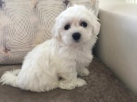 Tarım ve orman bakanlığı ruhsatlı maltipoo ve maltese