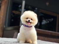 Yavru Pomeranian Boo Yavruları
