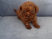 Kore Kan Wc Eğitimli Toy Poodle Yavruları