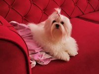 Küt Burun Kar beyaz Tüy dökmez koku yapmaz maltese bebekler
