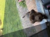 Chocolate Labrador Yavru