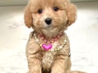 0 numara mini boy mükemmel kalite maltipoo yavru