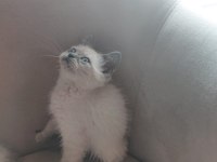 2 aylık british shorthair yavru kedilerimiz