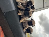 Pug mops gül kuyruk orjinal