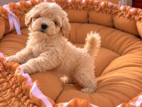 Üst Kalite Maltipoo Yavrular 