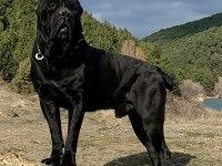 Dev Cane Corso Yavrularımız