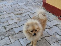 Bu güzelliklerde benden gelsin pomeranian