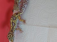 6 aylık mack snow leopard gecko