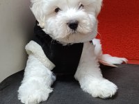 KAR BEYAZ MALTESE TERRIER BEBEKLER