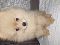 Bu pomeranian bal kız yuva arıyor