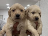 Baby face golden retriever yavrular