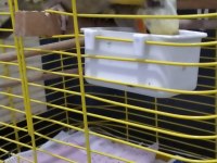Acil iki adet sultan papağanı