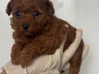 ERKEK DİŞİ TOY POODLE BEBEKLER 