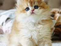 KEDİMİZ İÇİN AÇIKLAMAYI OKUMADAN ARAMAYIN LÜTFEN