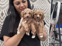 Ufacık maltipoo yavrularım