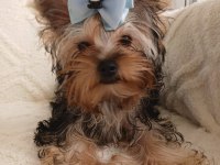 Orjinal Baby Face Yorkshire Terrier Erkek
