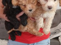 EV ORTAMINDA BÜYÜMÜŞ OLAN MİNİK KÖPEKLER