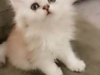 Zümrüt gözlü british longhair dişi