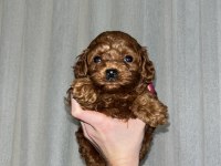 Kore Poodle