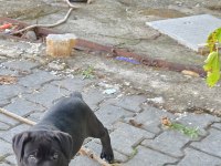 Cane corso köpeği