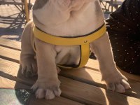 TOMBİK ENGLİSH BULLDOG YAVRUMUZ