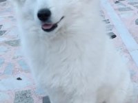 6 aylık erkek japon spitz