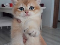 British shorthair Ny12 golden erkek yavru