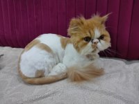 1 yaşında tatlış exotic shorthair