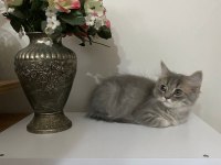 CİNS KEDİ SAHİPLENDİRME ACİL