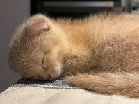 Yavru scottish fold latte