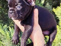 Egzotik French Bulldog Yavrular