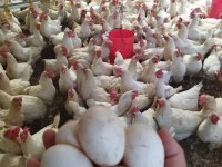 Ücretsiz kargo kapıda ödeme Lohman Brown Tindet Ataks
