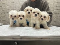 Korea Teacup Maltese Yavrularımız