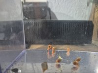 50 cm 2 aylık akvaryum kum ve salyangoz hediyeli