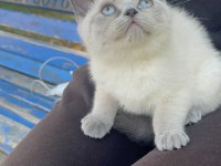 Blue Point British Yavrumuz