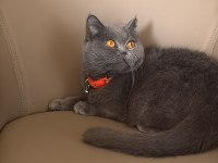 British Shorthair Kedisi