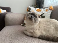 Scottish fold kedimize acil yuva arıyoruz