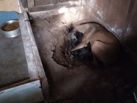Kişi ve alan koruma malinois