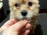 Egzotik Yorkshire terrier 0 numara