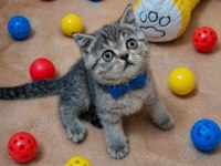 Scottish Straight Tabby Erkek Bebeğim