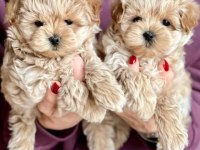 F2 Maltipoo Yavruları