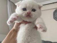 Scottish fold erkek kardeşler