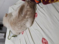 Sahibinden 4 aylık çin aslanı